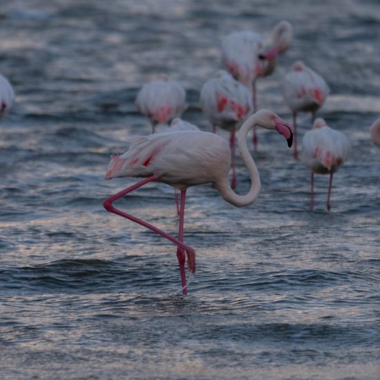 Expedition to Lake Nakuru National Park! by Rhodes Tours and Travel Africa