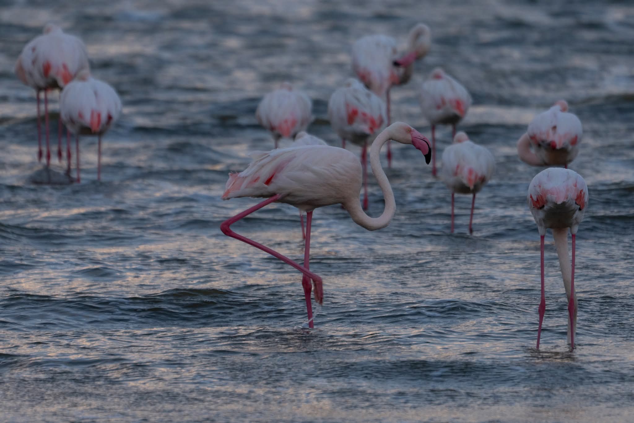 Expedition to Lake Nakuru National Park! by Rhodes Tours and Travel Africa